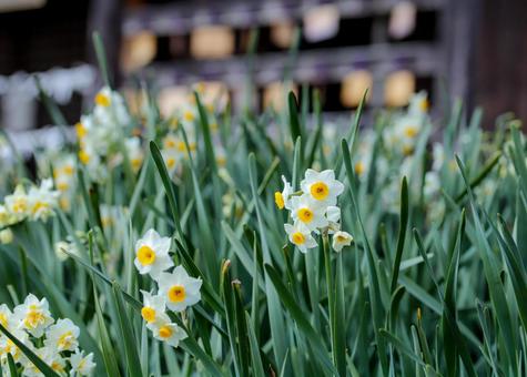 水仙 水仙,奈良,朝の写真素材