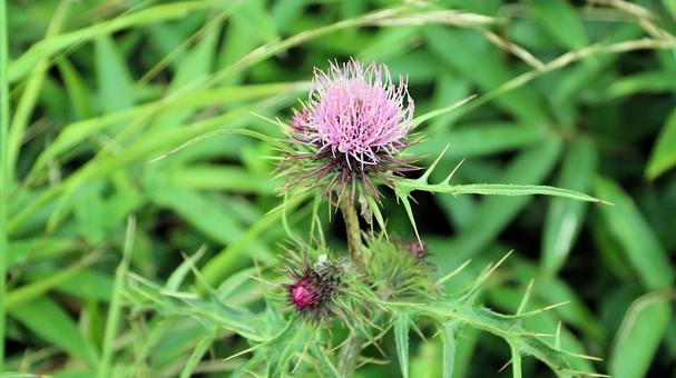 Hakone thistle blooming at the summit of Hakone Komagatake, JPG