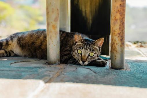 【長崎】雲仙地獄で出会った猫 【長崎】雲仙地獄で出会った猫の写真