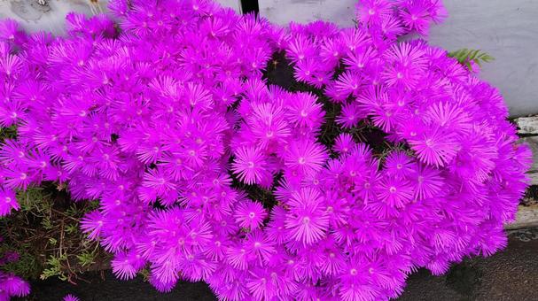 道の花 道の花 紫の花,花,緑の写真素材