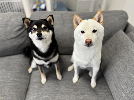 白黒コンビ 白黒コンビ 犬,柴犬,白柴の写真素材