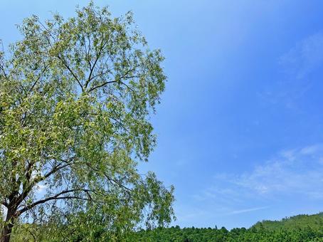 木と空 木と空の写真
