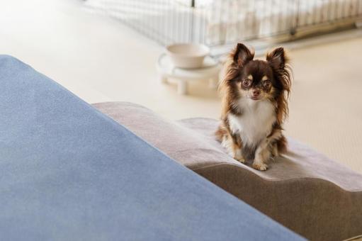 ソファーの前のペット用のスロープと犬 ソファーの前のペット用のスロープと犬 犬,ソファー,スロープの写真素材