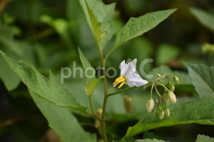 小満過ぎの曇った朝のワルナスビの花 悪茄子,ノハラナスビ,オニナスビの写真素材