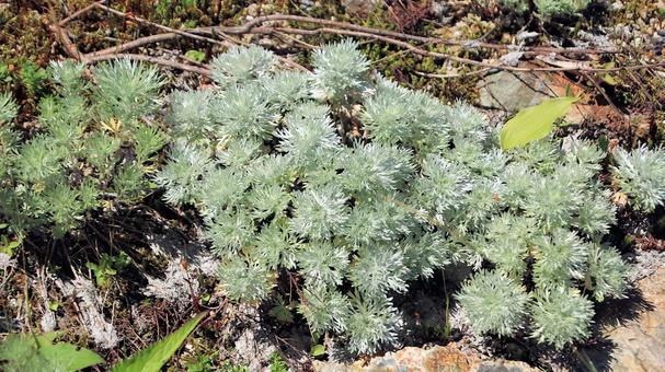 白馬五竜高山植物園 アサギリソウ 白馬五竜高山植物園 アサギリソウ アサギリソウ,キク科,ヨモギ属の写真素材