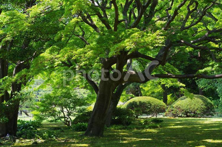 六義園の風景 公園,六義園,庭の写真素材