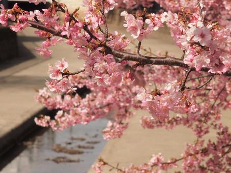 淀の河津桜 04 淀の河津桜 04の写真