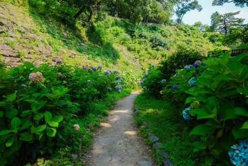 Photo, wakayama, wakayama city, hydrangea, 