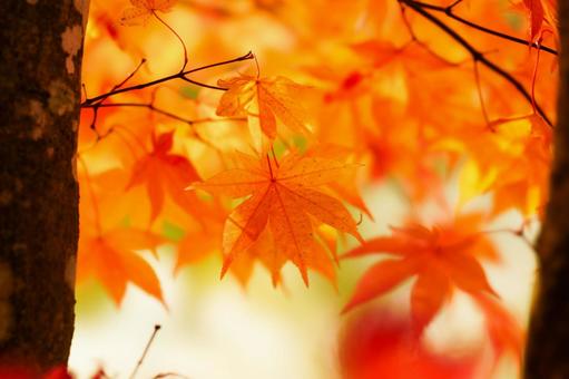 紅葉 紅葉の写真