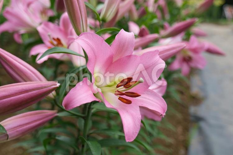 ユリ園のユリの花　ピンクの淡い綺麗な花弁 ユリ,百合,ユリの花の写真素材