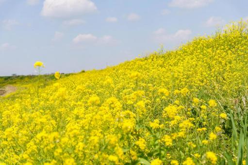 菜の花畑のある風景 菜の花畑のある風景の写真