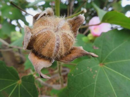 芙蓉の種 芙蓉,種,実の写真素材