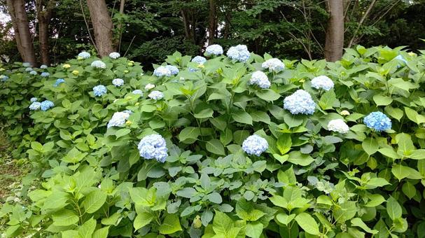紫陽花 紫陽花 アジサイ,青,花の写真素材