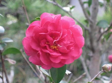 山茶花?椿? 山茶花?椿?の写真