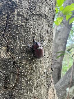 カブトムシ02 カブトムシ02の写真