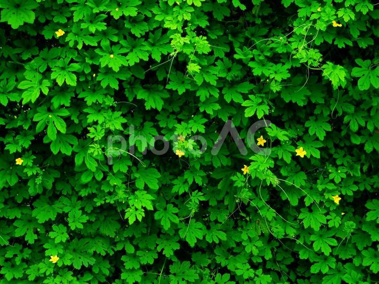 たくさんの葉と小さい花 花,葉,緑の写真素材