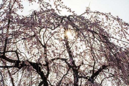 榴岡公園の桜(44) 榴岡公園の桜(44)の写真
