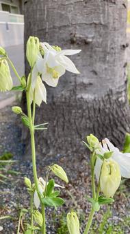 Photo, odamaki, white, flower, 