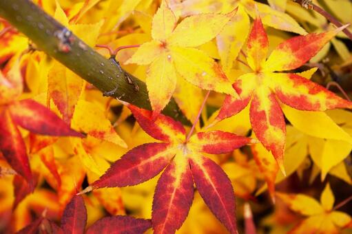 色づく紅葉　1 紅葉,モミジ,カエデの写真素材