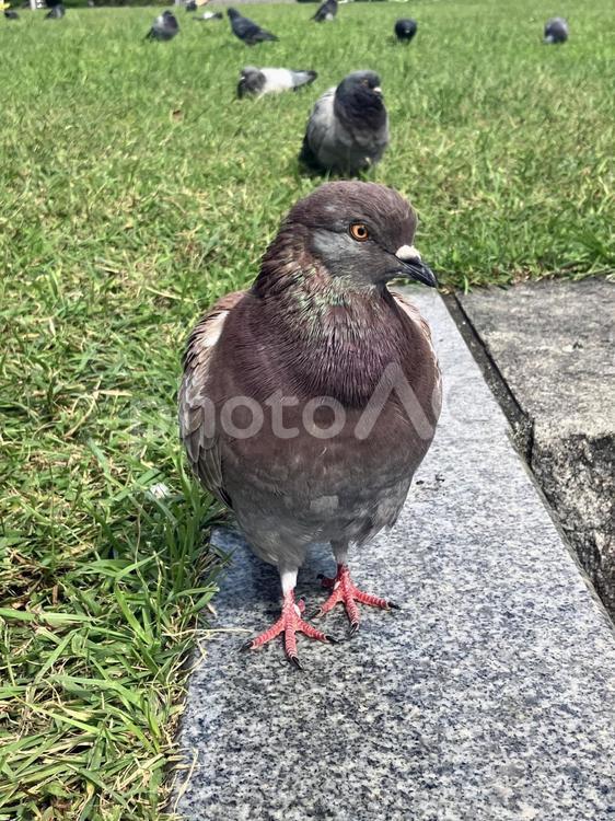 大通り公園で餌を求める鳩3 縦長写真,鳩,ハトの写真素材