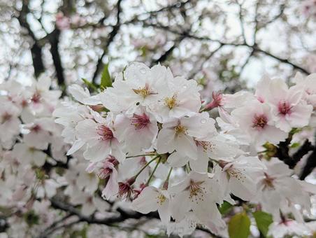 桜 桜 桜,さくら,cherryblossomsの写真素材
