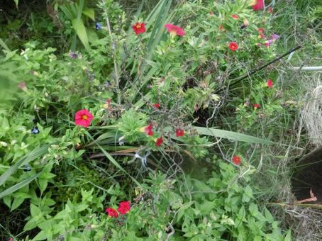 夏の花 花,赤い,清楚なの写真素材