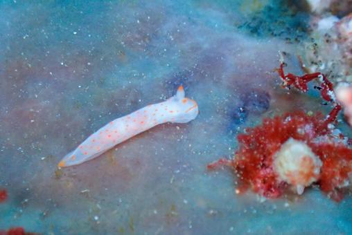 西伊豆・雲見 アカボシウミウシ 西伊豆・雲見 アカボシウミウシの写真