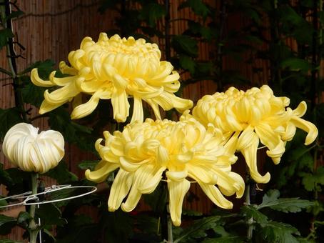 【風景写真】福山菊花展覧会の風景 キク,菊,菊花展の写真素材