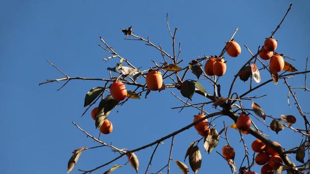 柿の木 柿,果実,木の写真素材