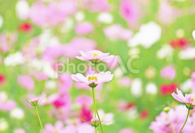 淡いピンクのコスモス コスモス,秋,コスモス畑の写真素材