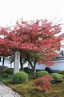 圓光寺　社号標と紅葉 圓光寺,社号標,紅葉の写真素材