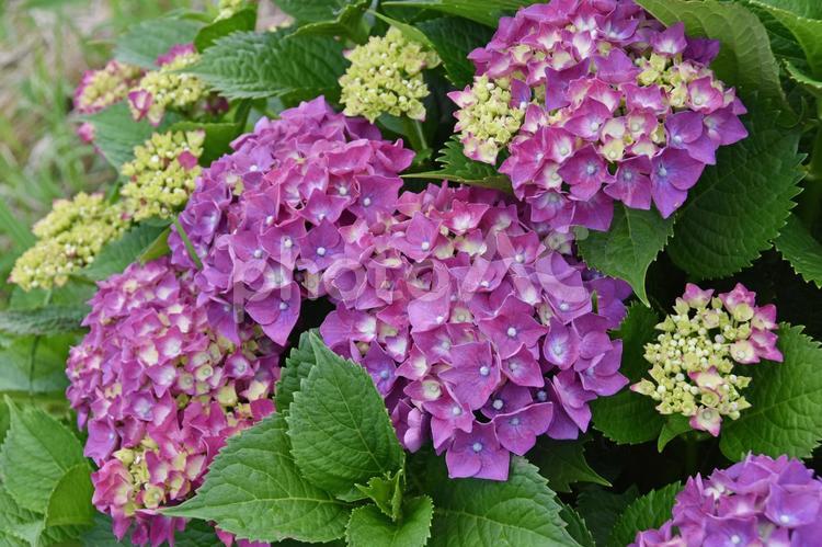 アジサイの花 あじさい,紫陽花,花の写真素材