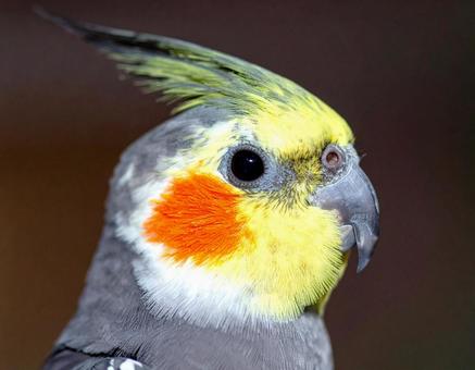 オカメインコの横顔 オカメインコの横顔の写真