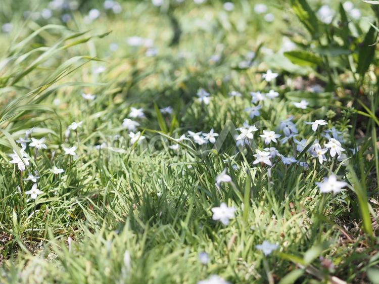ハナニラの花が咲く緑の風景 ハナニラ,花,野花の写真素材