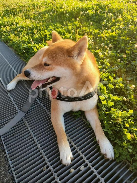 グレーチングの上で座り込む柴犬くるみ！ 犬,柴犬,シバの写真素材