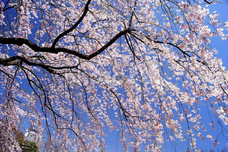 枝垂桜-42 3月,4月,さくらの写真素材