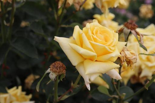バラ園にて黄色い薔薇を撮りました バラ園にて黄色い薔薇を撮りましたの写真