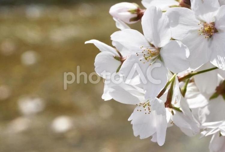 桜のアップと川の背景 桜,花,サクラの写真素材
