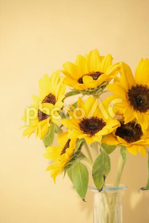 夏を彩る鮮やかなヒマワリの花束 ひまわり,ヒマワリ,向日葵の写真素材