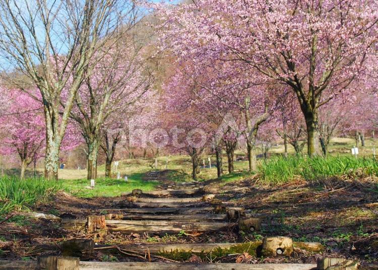 桜並木 花,桜,春の写真素材