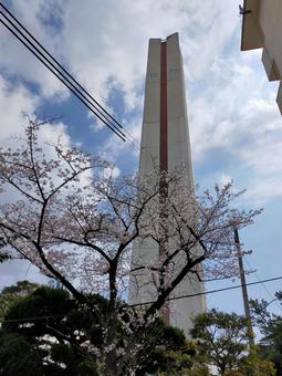 桜と給水塔 桜と給水塔 給水塔,桜,さくらの写真素材