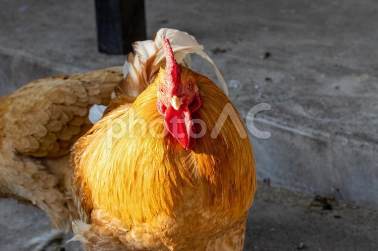 カラフルな鶏02 鶏,鳥,動物の写真素材