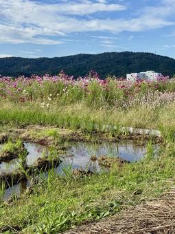 福井県 曇り空と宮ノ下コスモス公苑 福井県 曇り空と宮ノ下コスモス公苑 福井県,宮ノ下コスモス公苑,曇りの写真素材