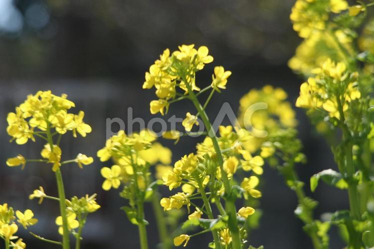 幸福な色、菜の花 菜の花,春,黄色の写真素材