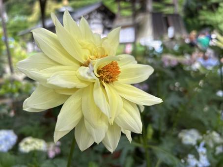Photo, flower, ziyang temple, yellow, 