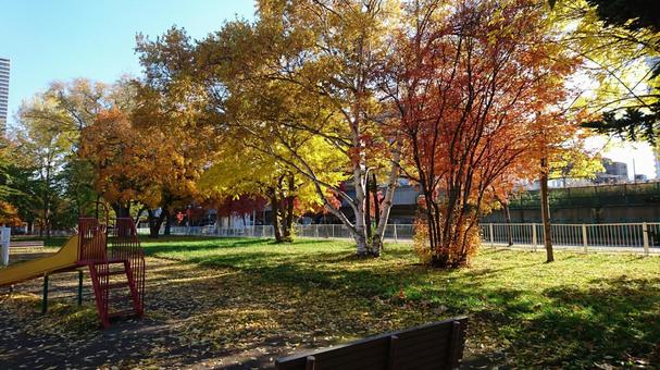 紅葉の公園 紅葉の公園の写真