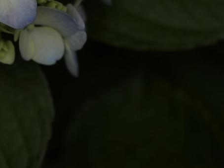 紫陽花 [無加工]版 縦横4:3 水色,黄緑,無修正の写真素材