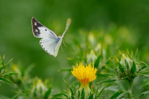 Monad butterfly (33), JPG