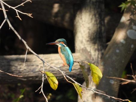 柿の木の枝にとまるカワセミ2の写真