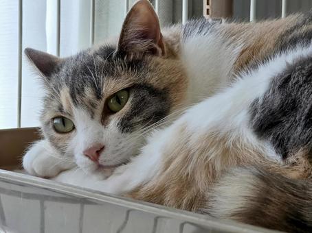 A cat relaxing in a cage, JPG